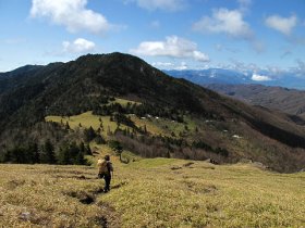 気持ちの良い笹原