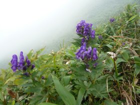 避難小屋への道