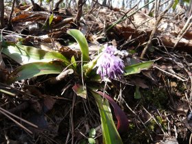 ショウジョウバカマ