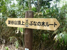 ぶなの木ルート