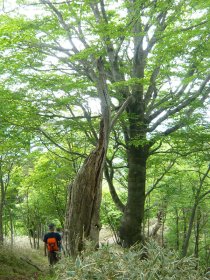 千手観音の木(^^ゞ