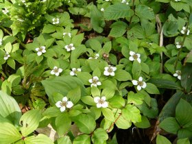 ゴゼンタチバナ