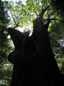 ☆巨木