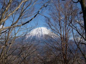 木立の向こうに