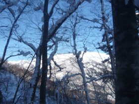 木立の向こうに