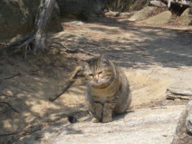 だるまさんが転んだ