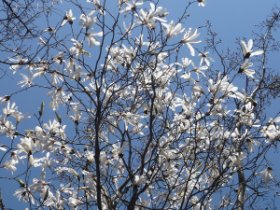 コブシ？タムシバ？