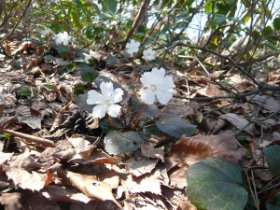 シロバナイワウチワ