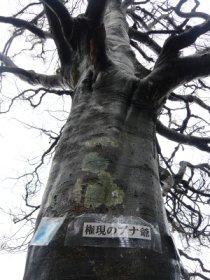 ☆権現のブナ爺