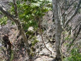 ☆痩せ尾根は続くよ