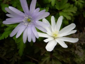 キクザキイチゲ