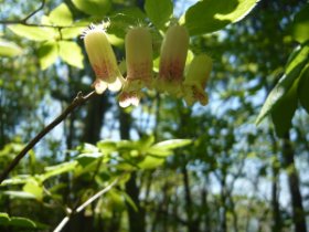 サラサドウダン