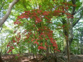 ☆テン場候補地