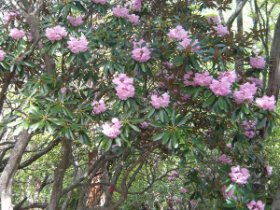 ☆シャクナゲオンパレード