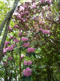 シャクナゲ団地