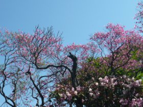 アケボノツツジ