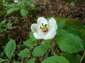 ☆ヤマシャクだぁ