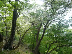 しなの木出会から下山