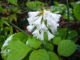 ☆林道歩きは楽し