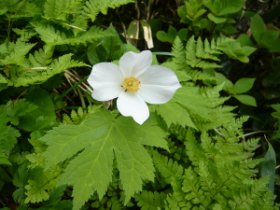 ☆シラネアオイ