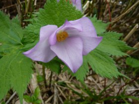 またもや大群生