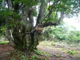 わかんないなぁ