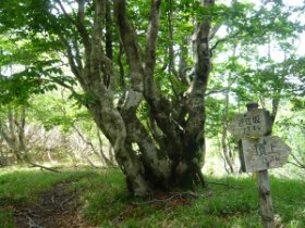 ここから頂上ピストン