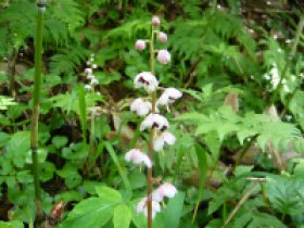 ベニバナイチヤクソウ