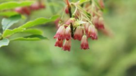 ドウダンツツジ