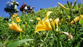 ☆ニッコウキスゲ