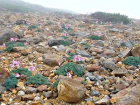 コマクサだらけ