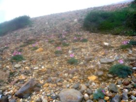コマクサの楽園はガスの中