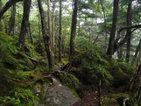 よく踏まれた道