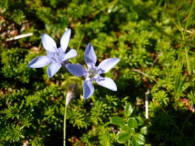 ☆イイデリンドウ