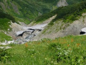 オレンジのお花畑　