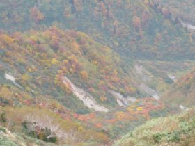 紅葉パラダイス