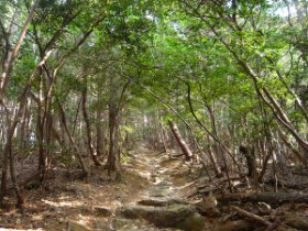 緑のプロムナード