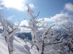 ☆小エビのシッポ
