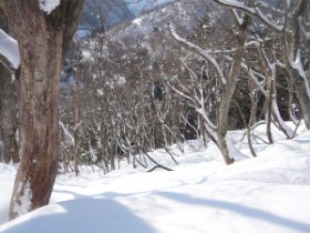 とりあえず登る。