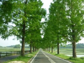 ☆メタセコイヤの並木