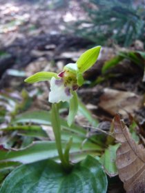☆この花なぁに