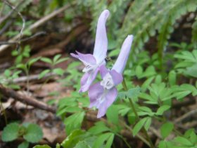 ヤマエンゴサク