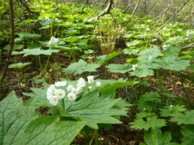 サンカヨウ大大群生