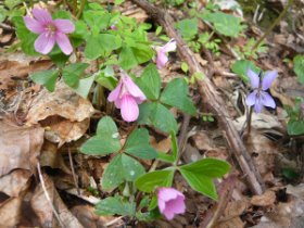 バニバナミヤマカタバミ