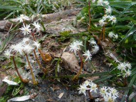 ☆セリバオーレンがいっぱい