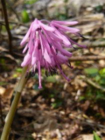 ショウジョウバカマ