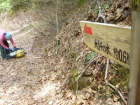 林道分岐から大トチの木へ