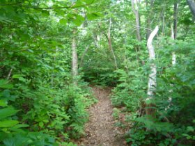 登山道に合流