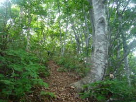 ブナ林で金星観察