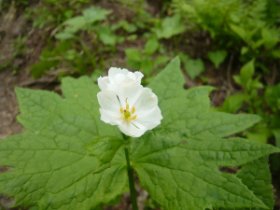 サンカヨウだぁ。